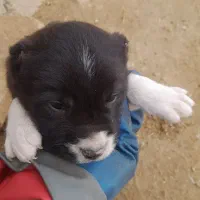 توله‌‌‌سرابی