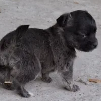 توله سگ|سگ|شیراز, شهرک رضوان|دیوار