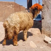 دو راس میش اصل بختیاری|حیوانات مزرعه|شوشتر, |دیوار