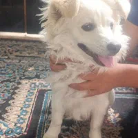 سگ پامر اشتپیز ۸ ماهه