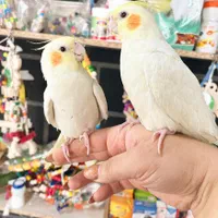 عروس هلندی سخنگو رام و دستی همه رنگ(مغازه معتبر)|پرنده|تهران, پونک|دیوار