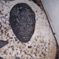 سنگوگوشواره|کلکسیون اشیاء عتیقه|رباط‌کریم, انجم آباد|دیوار