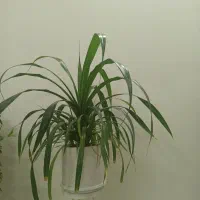 گل پاندانوس