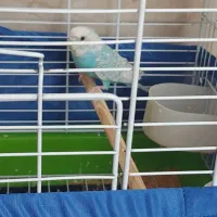 پرنده|پرنده|ابهر, |دیوار