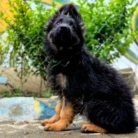 ژرمن شپرد واردات و پرورش