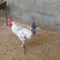 خروس