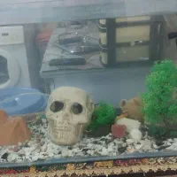 ماهی زیبا|ماهی|سنندج, |دیوار