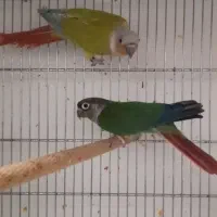 دو جفت گربنچیک مولد|پرنده|تهران, بهارستان|دیوار