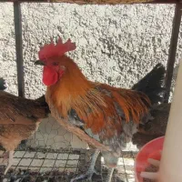 خروس محلی خالص|حیوانات مزرعه|مرودشت, فاز دوم شهرک فرهنگیان|دیوار