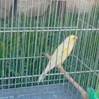 فروش یک عدد قناری.