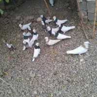 کبوتر طوقی|پرنده|علیآباد کتول, |دیوار