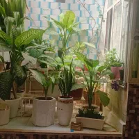 گلهای بسیارزیباودیدنی