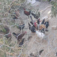 ۱۸ مرغ تخم گذار