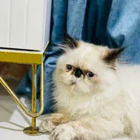 گربه هیمالین