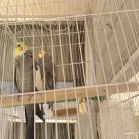 عروس هلندی نر بالغ