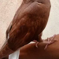 جوجه دمسفید