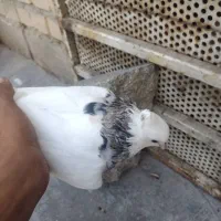 کبوتر زاغ و طوقی|پرنده|اهواز, ۲۰۰۰واحدی|دیوار