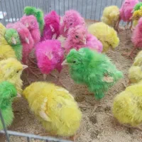 جوجه رنگی