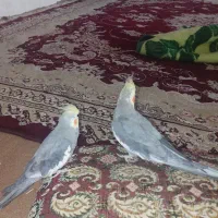 فروش پرنده