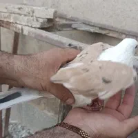 کلاغ کربلایی کله سفید خال زرد کاکل|پرنده|بردسکن, |دیوار