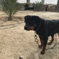 سگ روتوایلر