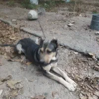 سگ سرابی در خون اصل نگهبان مطمعن|سگ|مشکیندشت, |دیوار