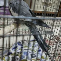 عروس  نر و ماده مولد دستی|پرنده|پاکدشت, پاکدشت (مامازند)|دیوار