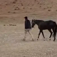 اسب آیین هوا|اسب و تجهیزات اسبسواری|خرمآباد, |دیوار