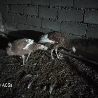 بوقلمون *|حیوانات مزرعه|صحنه, |دیوار