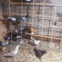 جوجه ملاقی همه از یه نسل