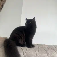 پرشین دم روباهی