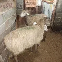 دوتاگوسفندبره‌دارگوسفندامیانه قیمت ۵۸ملیون