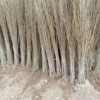 فروش نهال صنوبر و کبوده یک ساله و دوساله