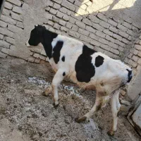 گوساله نر جنس عالی|حیوانات مزرعه|گلپایگان, |دیوار