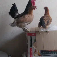 مرغ وخروس لری