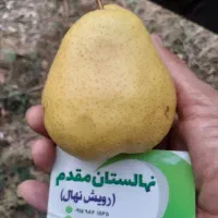 پیش فروش پاییزه نهال در نهالستان رویش نهال آغاز شد|خدمات باغبانی و درختکاری|کرمانشاه, |دیوار