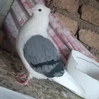 کبوتر دوکت و کربلایی