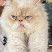 گربه