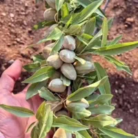 نهالستان مدرن /باقری|خدمات باغبانی و درختکاری|شوط, |دیوار