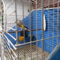 سهره کرمونی دو رگ ، قفس