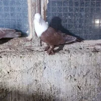 کبوتر رنگی نقش