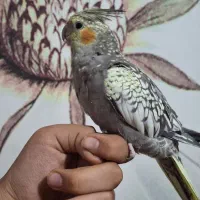 جفت عروس هلندی|پرنده|شیراز, فرگاز|دیوار