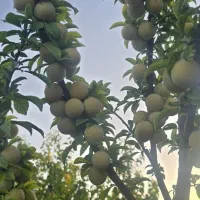 فروش-فوری-باغ500متری-صحرابالای-تیمیارت