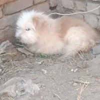 واگذاری سگ نر