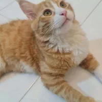 واگذاری گربه