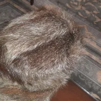 کلاه پوستی اصل|لباس|طرقبه, |دیوار