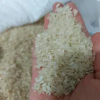 برنج کامفیروزی