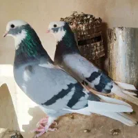 نروماده ابلغ چاهی آس به شرط