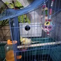 طوطی عروس یه جفت با تمام وسایل