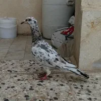 کبوتر خطی ماده